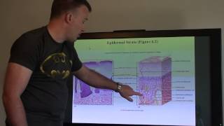 A&P I Chapter 6 lecture part 1 of 3
