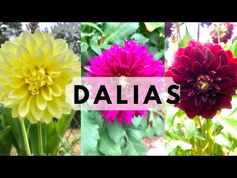 Video: Plantar Dalias