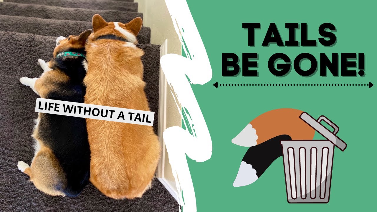Corgis lose their TAILS! 