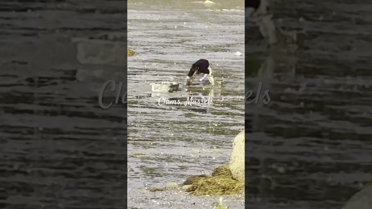 Clamming at Low Tide on Swans Island, Maine 🦪🌊 | How to Find & Prepare Mussels or Clams