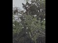 Even hawks love the rain 🦅🌧️ #calm #rain #nature