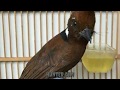 Suara Burung Cililin Guru Vokal Masteran Burung Murai Dan Cucak Ijo Mp3 - Mp4 Download