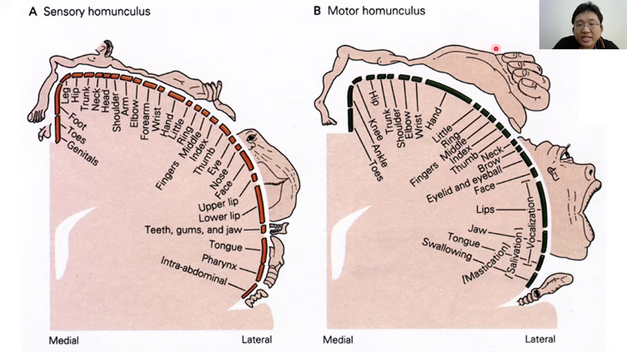 Pathology of the central nervous system part 1 - YouTube