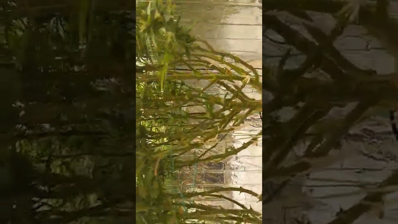 dwc banana kush week 3 of flower