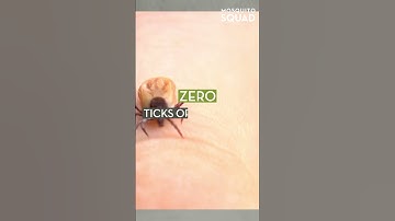 Do Opossums Eat Lots of Ticks? #opossums #ticks