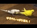 しっぽが気になる　セキセイインコ［#14］