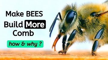 How To Make Bees Build More Comb & Why? (Part 2) Beekeeping For Beginners
