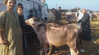 اقوي عروض شعاري عجول جاموس في سوق المواشي