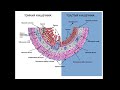 8:00 Гистология. Пищеварительная система.