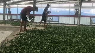 Li Shan High Mountain Oolong Tea Processing