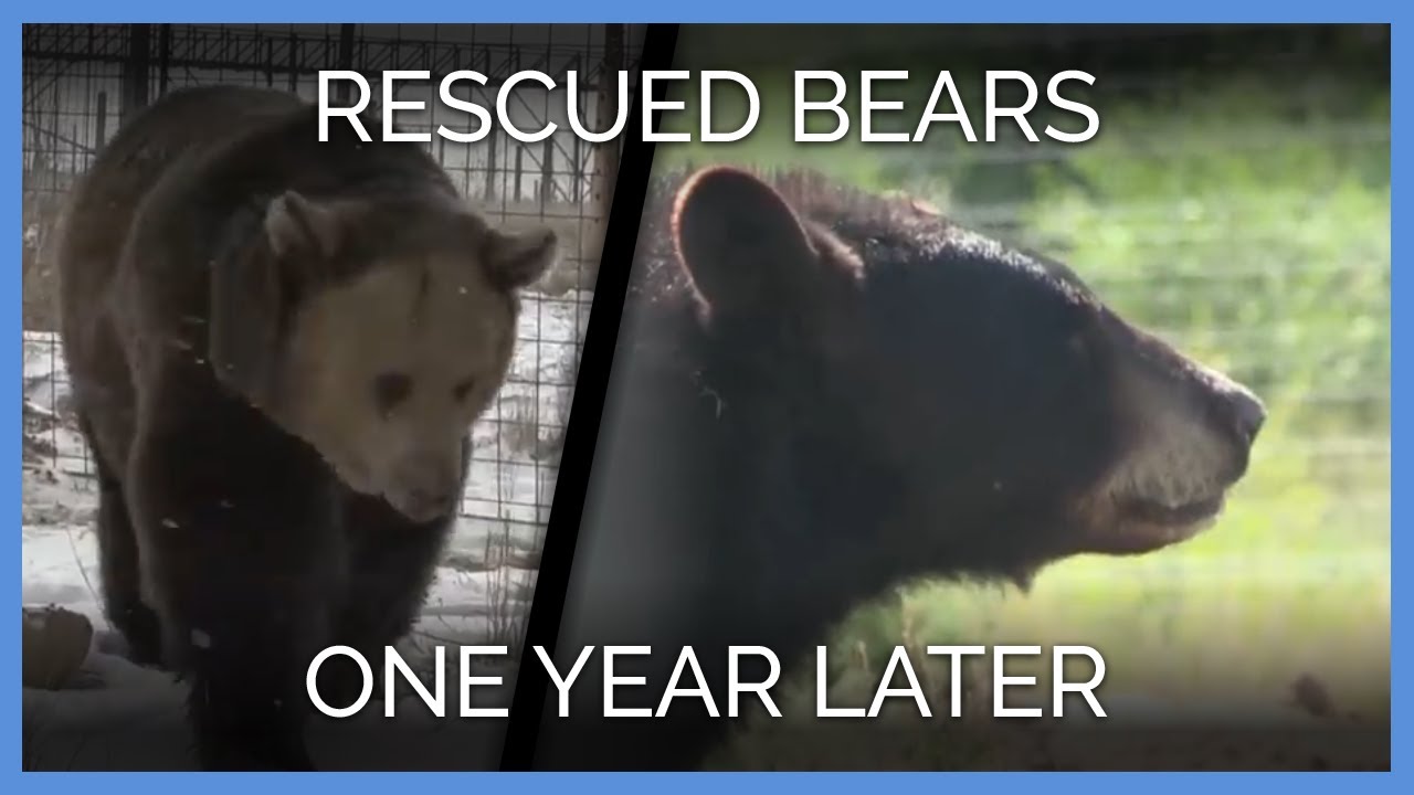 Rescued Bears Are Thriving One Year Later