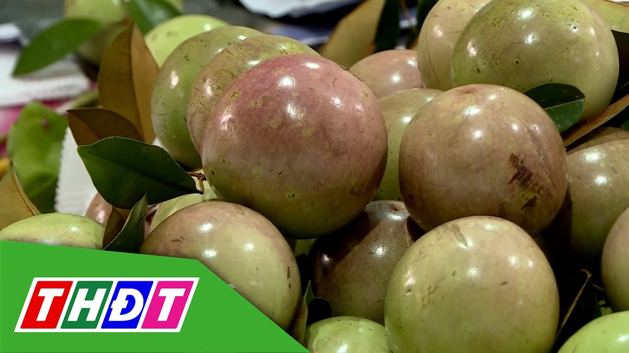 Tìm lại mùa vú sữa Lò Rèn | THDT