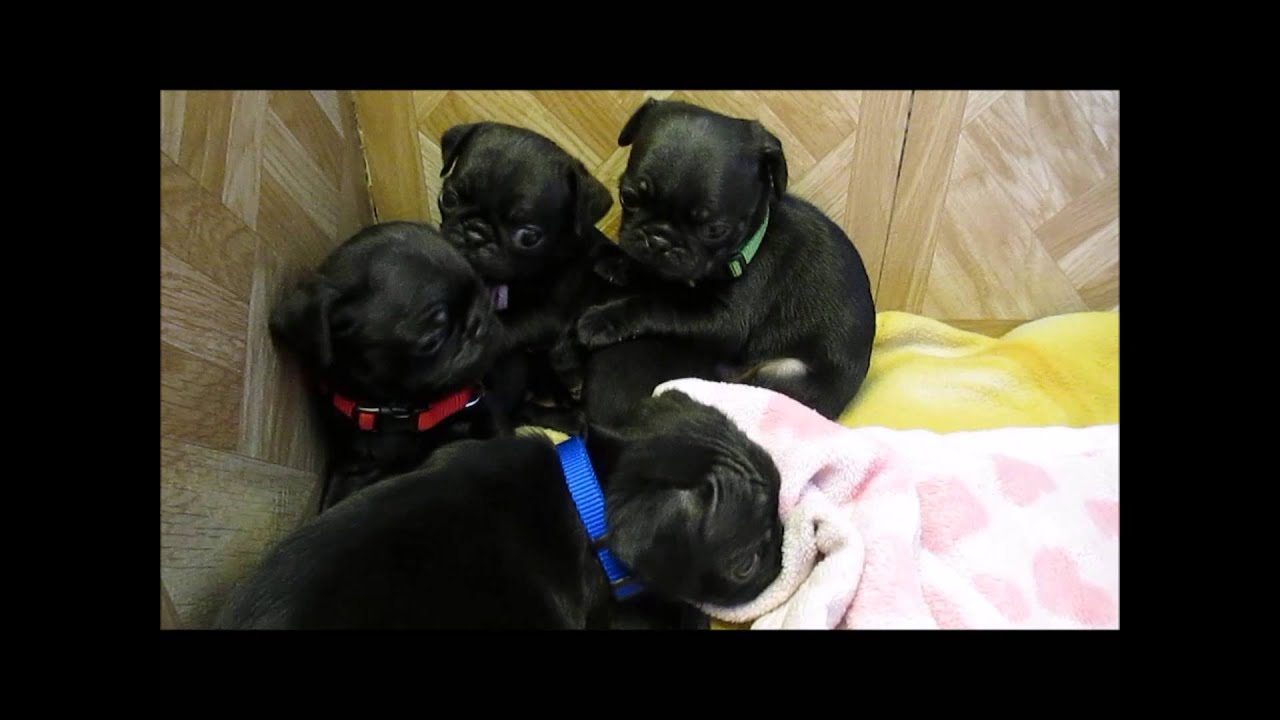 Black Pug Puppies Playing 2 17 14 YouTube black-pug-puppies-playing-2-17-14-youtube