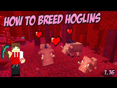 Minecraft 1.16 How to Breed Hoglins