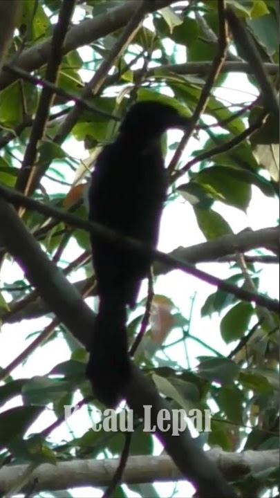 Suara Burung Srigunting di Pagi Hari
