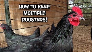How to Keep Multiple Roosters with No Fighting!
