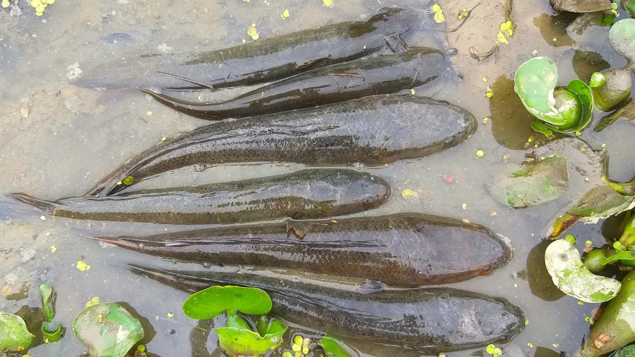 Hand Fishing II Survival Skill Catching Fish In Soil Mud Water In River