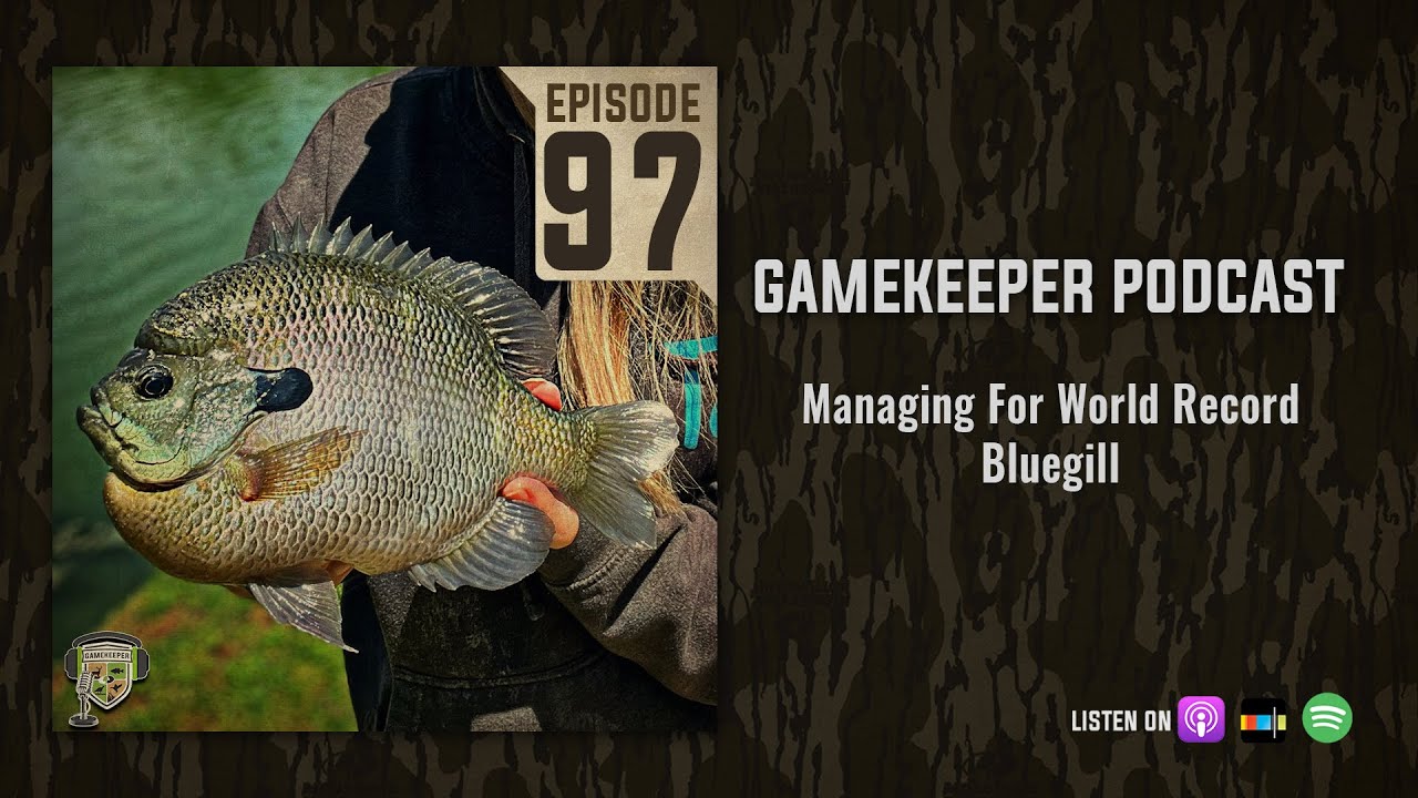 EP:97  Managing For World Record Bluegill 