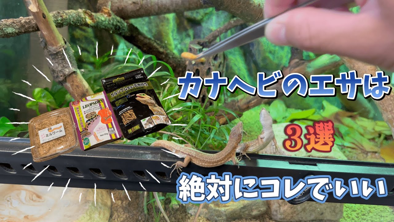 カナヘビの餌はこれで充分　長生きする安価な餌