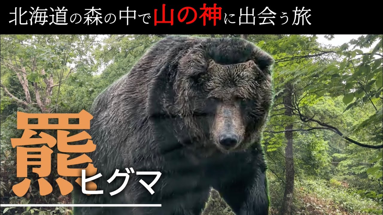 An Encounter! A Brown Bear Over 400kg… Way Too Huge! Sahoro Resort