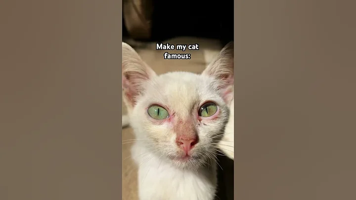 make him famous guyss #cats #cutecat #fyp #viral #funny