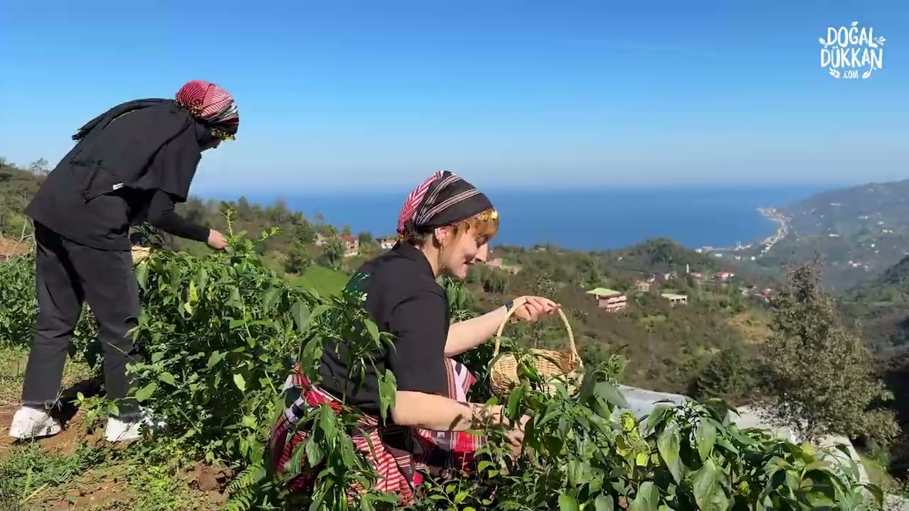 Jalapeno Biber Turşusu
