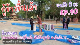 กู้ข้าวขึ้นเล้า สิได้จักถุงน้อ | หนุ่มออฟฟิศลงทุ่ง | นาปรัง ปี 66-67