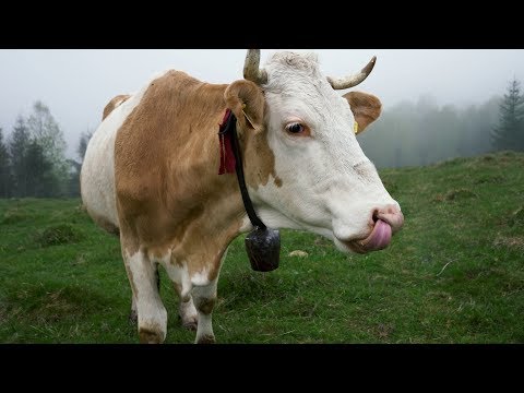 Curious Cow