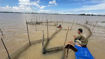Ký Sự Đặt Dớn Mùa Lũ | Cận Cảnh Đặt Dớn Bắt Cá Bí Quyết Trúng Cá Của Bà Con An Giang