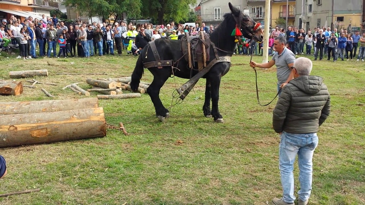 Tiro a strascico con 2 tronchi festa della montagna Acerno 2017