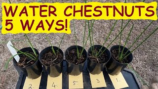 Growing water chestnuts 5 different ways – what will work best?