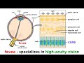 Visual Processing and Eye Anatomy