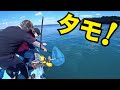 【串本カセ】アジの泳がせ（ノマセ）釣りで大物狙い！ GIANT fishing challenge!