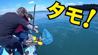【串本カセ】アジの泳がせ（ノマセ）釣りで大物狙い！ GIANT fishing challenge!