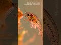 Plankton | Waterborne | Microscopic - Vertical Stock Footage