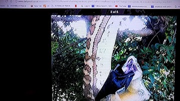 GIANT CARPET PYTHON SWALLOWS A GIANT BLACK BAT WHILE HANGING FROM TREE