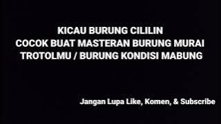 🔴 MASTERAN CILILIN ❗❗Cililin Tanpa Jeda Gacor Suara Jernih Rekomendasi Masteran Kicau Murai Batu