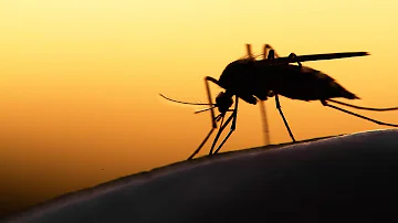 ¿Por qué se acercan los mosquitos a la oreja?