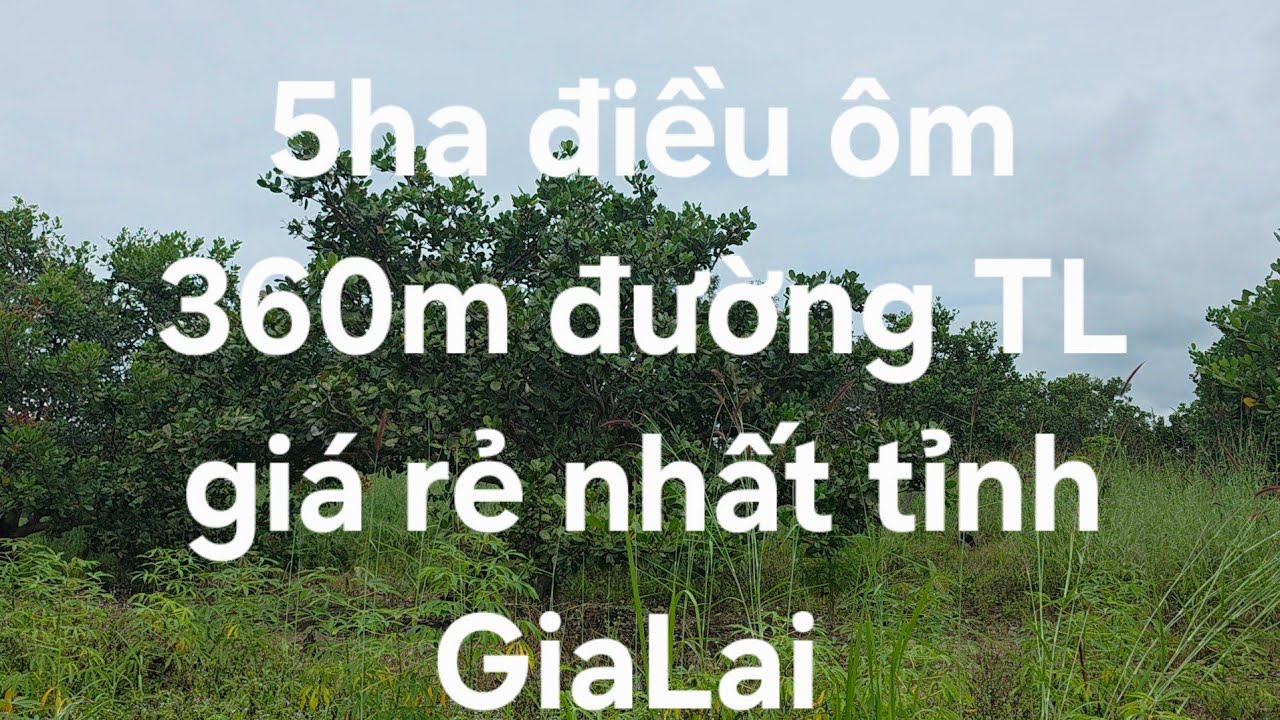 5ha điều ôm 360m mt TL giá cực rẻ lh 08 22 72 76 79 