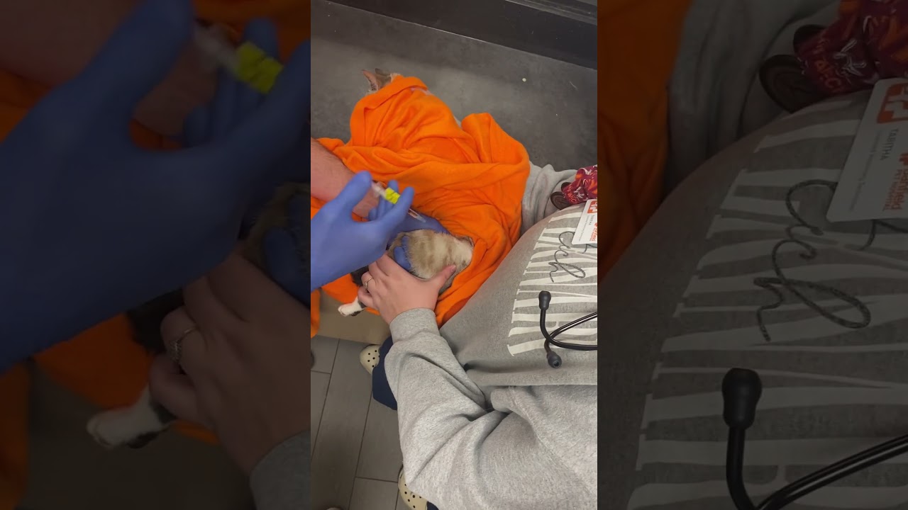 Skill 12. Intramuscular injection on a feline.