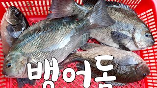 욕지도사계절펜션(010,9559,6459)낚시해오면 회떠주는펜션