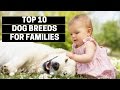 TOP 10 DOGS FOR FAMILIES - Best Puppy Breed For Children