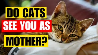 Does My Cat Think I'm Its Mother? | Kitten Munch Answers by Kitten Munch 107 views 2 months ago 8 minutes, 5 seconds