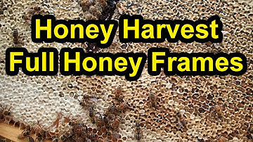 Honey Harvest - Removing Full Frames of Honey From Bee Hives