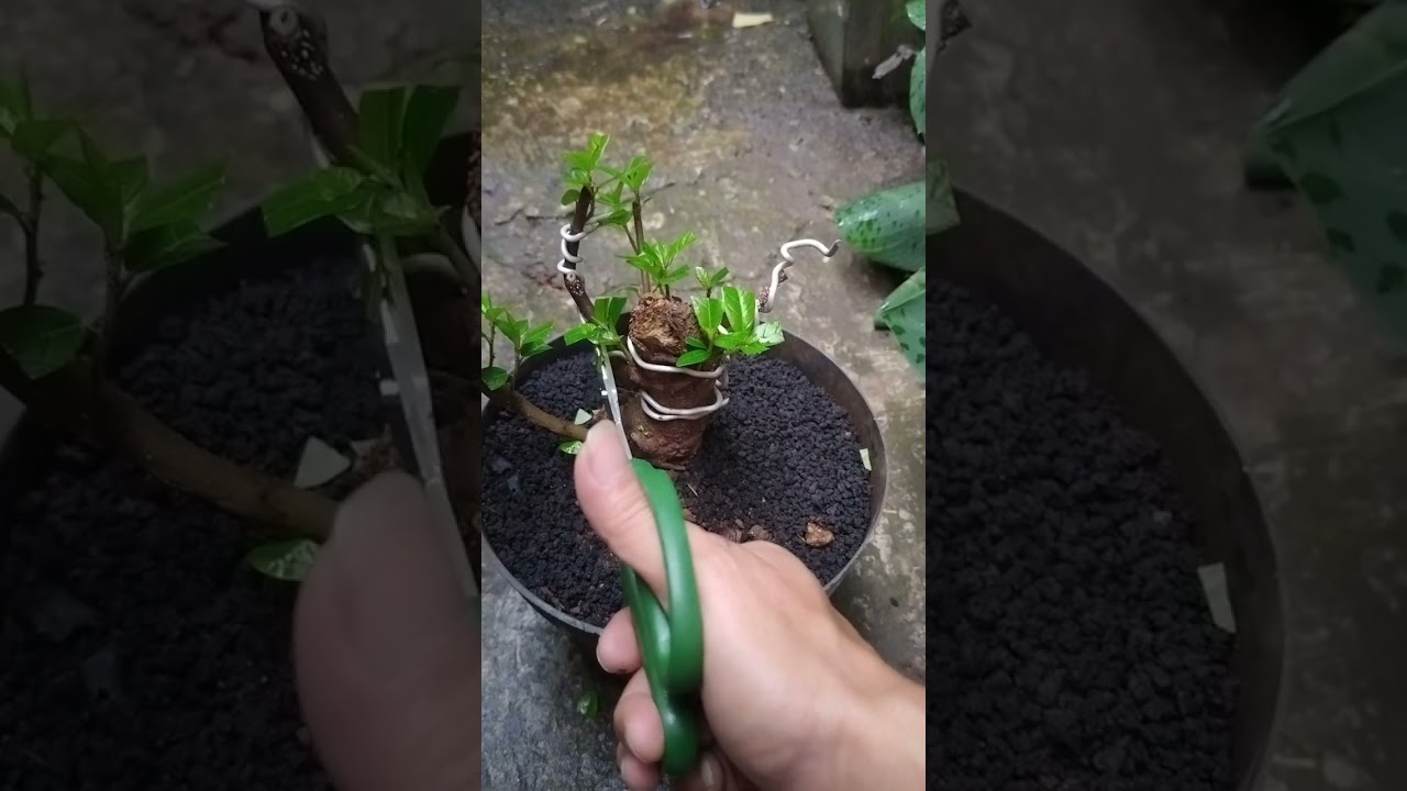 🌱 ✂️ “Yang tumbuh baik, perlu diarahkan.”🌿 “Rimbun bukan akhir, tapi awal dibentuk.”