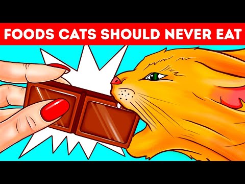 Why Cats and Dogs Can't Eat Chocolate or Other Foods