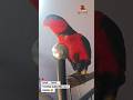 cewek cewek bae won #parrot #birdsounds #birdtalking #nuri