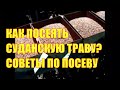 Как посеять суданскую траву? Советы по посеву.