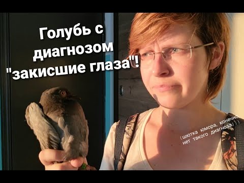 Видео: Американски златоглава с птичи конюнктивит