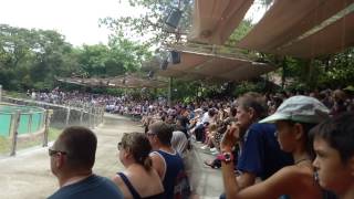 singa menyerang Big tiger chase human screenshot 4